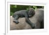 Western Lowland Gorilla (Gorilla Gorilla Gorilla) Baby Age 45 Days-Edwin Giesbers-Framed Photographic Print