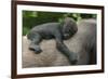 Western Lowland Gorilla (Gorilla Gorilla Gorilla) Baby Age 45 Days-Edwin Giesbers-Framed Photographic Print