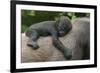 Western Lowland Gorilla (Gorilla Gorilla Gorilla) Baby Age 45 Days-Edwin Giesbers-Framed Photographic Print