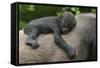 Western Lowland Gorilla (Gorilla Gorilla Gorilla) Baby Age 45 Days-Edwin Giesbers-Framed Stretched Canvas