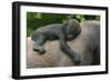 Western Lowland Gorilla (Gorilla Gorilla Gorilla) Baby Age 45 Days-Edwin Giesbers-Framed Photographic Print