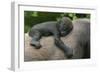 Western Lowland Gorilla (Gorilla Gorilla Gorilla) Baby Age 45 Days-Edwin Giesbers-Framed Photographic Print