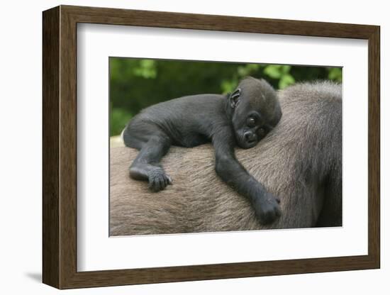 Western Lowland Gorilla (Gorilla Gorilla Gorilla) Baby Age 45 Days-Edwin Giesbers-Framed Photographic Print