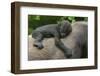 Western Lowland Gorilla (Gorilla Gorilla Gorilla) Baby Age 45 Days-Edwin Giesbers-Framed Photographic Print