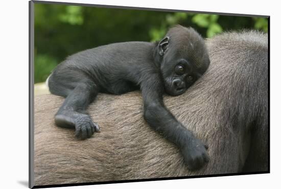 Western Lowland Gorilla (Gorilla Gorilla Gorilla) Baby Age 45 Days-Edwin Giesbers-Mounted Photographic Print