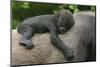 Western Lowland Gorilla (Gorilla Gorilla Gorilla) Baby Age 45 Days-Edwin Giesbers-Mounted Photographic Print