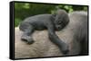 Western Lowland Gorilla (Gorilla Gorilla Gorilla) Baby Age 45 Days-Edwin Giesbers-Framed Stretched Canvas