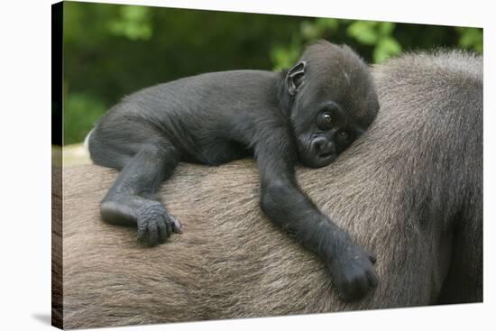 Western Lowland Gorilla (Gorilla Gorilla Gorilla) Baby Age 45 Days-Edwin Giesbers-Stretched Canvas