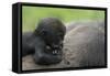 Western Lowland Gorilla (Gorilla Gorilla Gorilla) Baby Age 45 Days-Edwin Giesbers-Framed Stretched Canvas