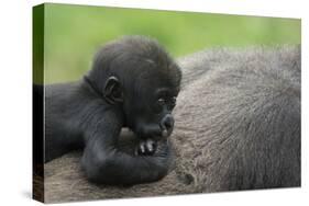Western Lowland Gorilla (Gorilla Gorilla Gorilla) Baby Age 45 Days-Edwin Giesbers-Stretched Canvas
