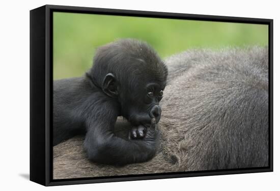 Western Lowland Gorilla (Gorilla Gorilla Gorilla) Baby Age 45 Days-Edwin Giesbers-Framed Stretched Canvas