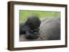 Western Lowland Gorilla (Gorilla Gorilla Gorilla) Baby Age 45 Days-Edwin Giesbers-Framed Premium Photographic Print