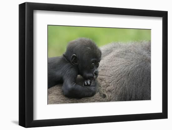 Western Lowland Gorilla (Gorilla Gorilla Gorilla) Baby Age 45 Days-Edwin Giesbers-Framed Premium Photographic Print