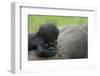 Western Lowland Gorilla (Gorilla Gorilla Gorilla) Baby Age 45 Days-Edwin Giesbers-Framed Premium Photographic Print