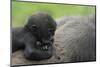 Western Lowland Gorilla (Gorilla Gorilla Gorilla) Baby Age 45 Days-Edwin Giesbers-Mounted Premium Photographic Print