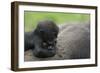 Western Lowland Gorilla (Gorilla Gorilla Gorilla) Baby Age 45 Days-Edwin Giesbers-Framed Photographic Print