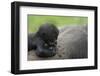 Western Lowland Gorilla (Gorilla Gorilla Gorilla) Baby Age 45 Days-Edwin Giesbers-Framed Photographic Print