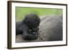 Western Lowland Gorilla (Gorilla Gorilla Gorilla) Baby Age 45 Days-Edwin Giesbers-Framed Photographic Print