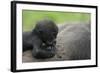 Western Lowland Gorilla (Gorilla Gorilla Gorilla) Baby Age 45 Days-Edwin Giesbers-Framed Photographic Print