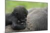 Western Lowland Gorilla (Gorilla Gorilla Gorilla) Baby Age 45 Days-Edwin Giesbers-Mounted Photographic Print