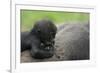 Western Lowland Gorilla (Gorilla Gorilla Gorilla) Baby Age 45 Days-Edwin Giesbers-Framed Photographic Print