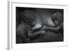 Western Lowland Gorilla (Gorilla Gorilla Gorilla) Twin Babies Age 45 Days Resting on Mother's Chest-Edwin Giesbers-Framed Photographic Print