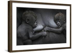 Western Lowland Gorilla (Gorilla Gorilla Gorilla) Twin Babies Age 45 Days Resting on Mother's Chest-Edwin Giesbers-Framed Photographic Print