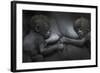 Western Lowland Gorilla (Gorilla Gorilla Gorilla) Twin Babies Age 45 Days Resting on Mother's Chest-Edwin Giesbers-Framed Photographic Print