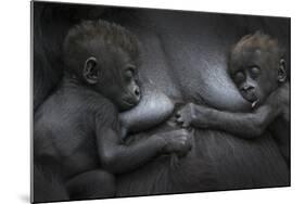 Western Lowland Gorilla (Gorilla Gorilla Gorilla) Twin Babies Age 45 Days Resting on Mother's Chest-Edwin Giesbers-Mounted Photographic Print