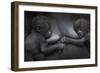 Western Lowland Gorilla (Gorilla Gorilla Gorilla) Twin Babies Age 45 Days Resting on Mother's Chest-Edwin Giesbers-Framed Photographic Print