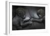 Western Lowland Gorilla (Gorilla Gorilla Gorilla) Twin Babies Age 45 Days Resting on Mother's Chest-Edwin Giesbers-Framed Photographic Print