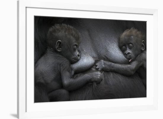 Western Lowland Gorilla (Gorilla Gorilla Gorilla) Twin Babies Age 45 Days Resting on Mother's Chest-Edwin Giesbers-Framed Photographic Print