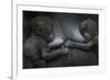 Western Lowland Gorilla (Gorilla Gorilla Gorilla) Twin Babies Age 45 Days Resting on Mother's Chest-Edwin Giesbers-Framed Photographic Print