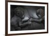 Western Lowland Gorilla (Gorilla Gorilla Gorilla) Twin Babies Age 45 Days Resting on Mother's Chest-Edwin Giesbers-Framed Photographic Print