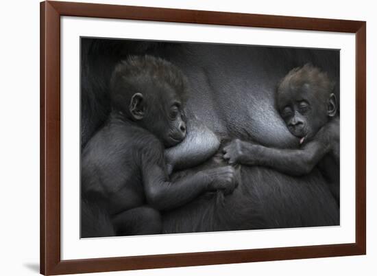Western Lowland Gorilla (Gorilla Gorilla Gorilla) Twin Babies Age 45 Days Resting on Mother's Chest-Edwin Giesbers-Framed Photographic Print