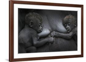 Western Lowland Gorilla (Gorilla Gorilla Gorilla) Twin Babies Age 45 Days Resting on Mother's Chest-Edwin Giesbers-Framed Photographic Print