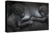 Western Lowland Gorilla (Gorilla Gorilla Gorilla) Twin Babies Age 45 Days Resting on Mother's Chest-Edwin Giesbers-Stretched Canvas