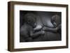 Western Lowland Gorilla (Gorilla Gorilla Gorilla) Twin Babies Age 45 Days Resting on Mother's Chest-Edwin Giesbers-Framed Photographic Print