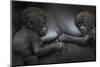 Western Lowland Gorilla (Gorilla Gorilla Gorilla) Twin Babies Age 45 Days Resting on Mother's Chest-Edwin Giesbers-Mounted Photographic Print