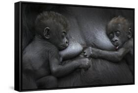 Western Lowland Gorilla (Gorilla Gorilla Gorilla) Twin Babies Age 45 Days Resting on Mother's Chest-Edwin Giesbers-Framed Stretched Canvas