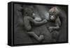 Western Lowland Gorilla (Gorilla Gorilla Gorilla) Twin Babies Age 45 Days Resting on Mother's Chest-Edwin Giesbers-Framed Stretched Canvas