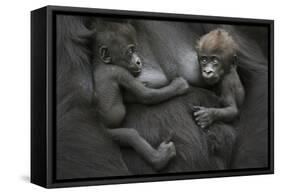 Western Lowland Gorilla (Gorilla Gorilla Gorilla) Twin Babies Age 45 Days Resting on Mother's Chest-Edwin Giesbers-Framed Stretched Canvas