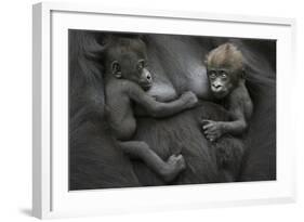 Western Lowland Gorilla (Gorilla Gorilla Gorilla) Twin Babies Age 45 Days Resting on Mother's Chest-Edwin Giesbers-Framed Photographic Print