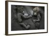 Western Lowland Gorilla (Gorilla Gorilla Gorilla) Twin Babies Age 45 Days Resting on Mother's Chest-Edwin Giesbers-Framed Photographic Print