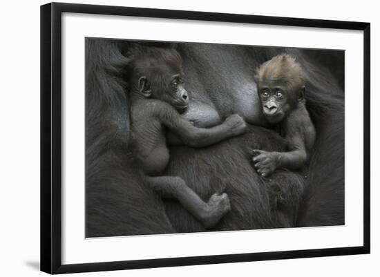 Western Lowland Gorilla (Gorilla Gorilla Gorilla) Twin Babies Age 45 Days Resting on Mother's Chest-Edwin Giesbers-Framed Photographic Print