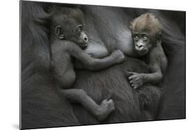 Western Lowland Gorilla (Gorilla Gorilla Gorilla) Twin Babies Age 45 Days Resting on Mother's Chest-Edwin Giesbers-Mounted Photographic Print