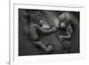 Western Lowland Gorilla (Gorilla Gorilla Gorilla) Twin Babies Age 45 Days Resting on Mother's Chest-Edwin Giesbers-Framed Photographic Print