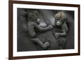 Western Lowland Gorilla (Gorilla Gorilla Gorilla) Twin Babies Age 45 Days Resting on Mother's Chest-Edwin Giesbers-Framed Photographic Print