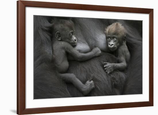 Western Lowland Gorilla (Gorilla Gorilla Gorilla) Twin Babies Age 45 Days Resting on Mother's Chest-Edwin Giesbers-Framed Photographic Print