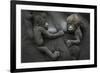 Western Lowland Gorilla (Gorilla Gorilla Gorilla) Twin Babies Age 45 Days Resting on Mother's Chest-Edwin Giesbers-Framed Photographic Print